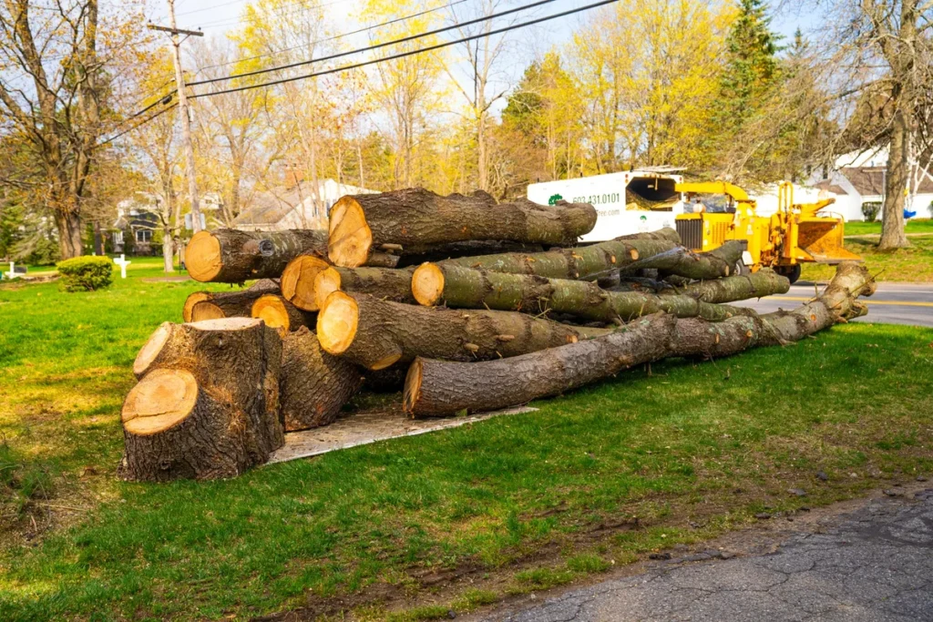 Tree removal in Drew County, Arkansas
