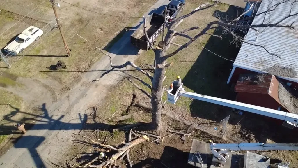 Reliable Tree service in Drew County, Arkansas