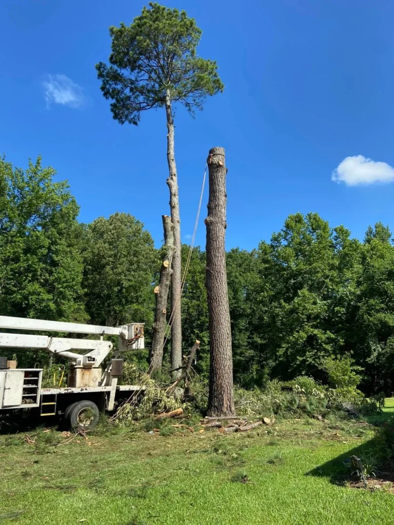 Top Rated Tree Removal in Drew County, Arkansas