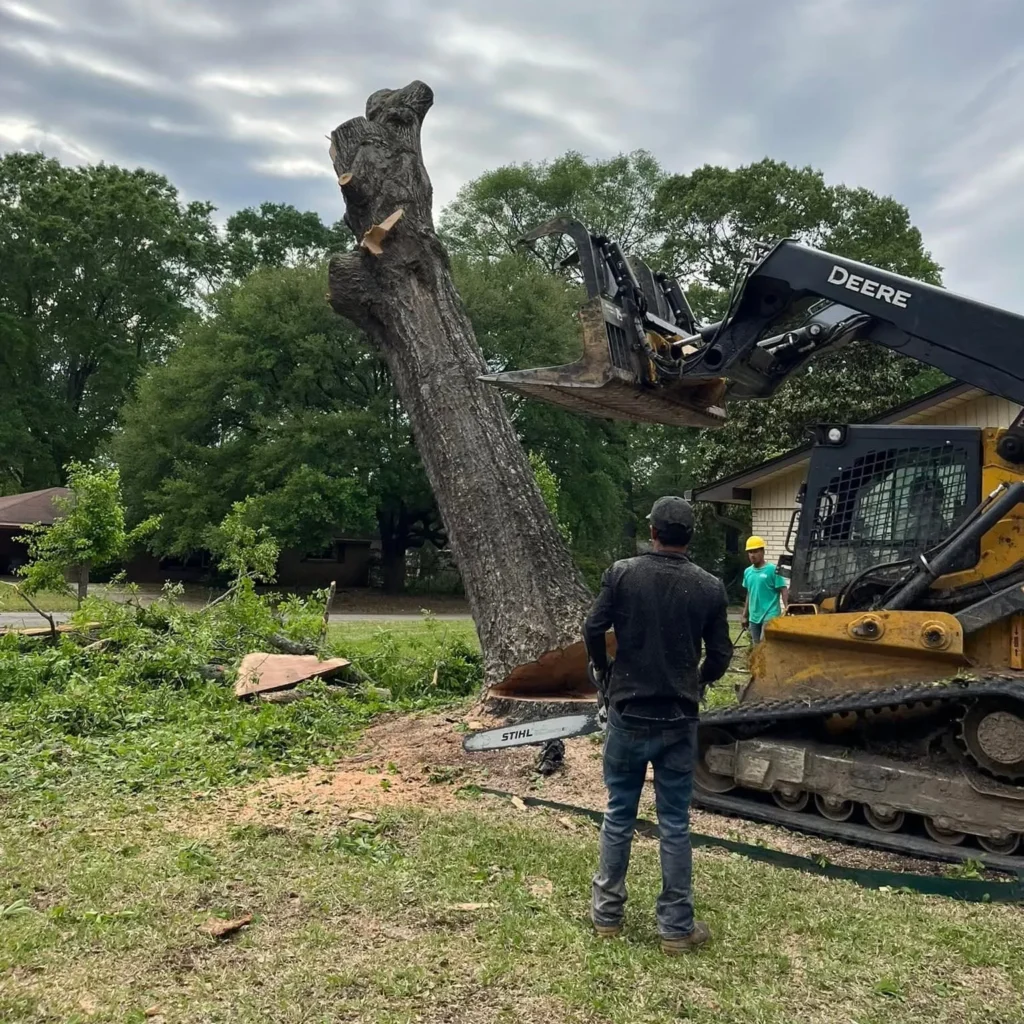 Professional Tree Removal in Drew County, Arkansas