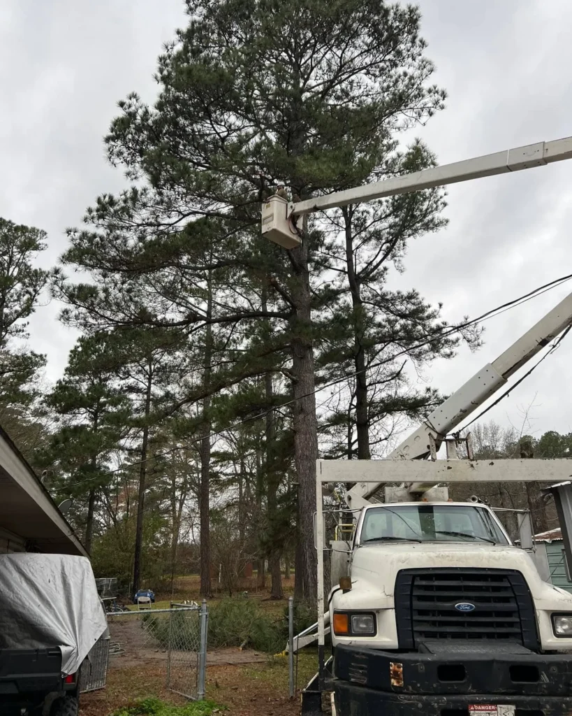 Professional Tree Removal in Drew County, Arkansas