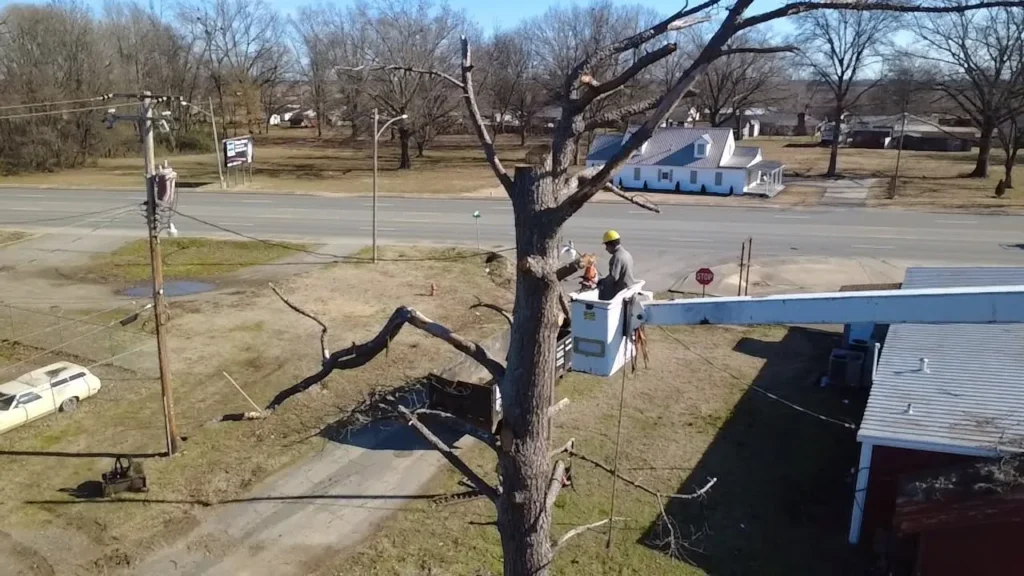 Top Rated, Professional, Affordable, Reliable Tree Cutting in Drew County, Arkansas