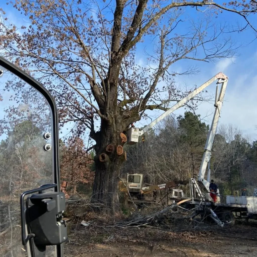 Local Tree Removal in Drew County, Arkansas
