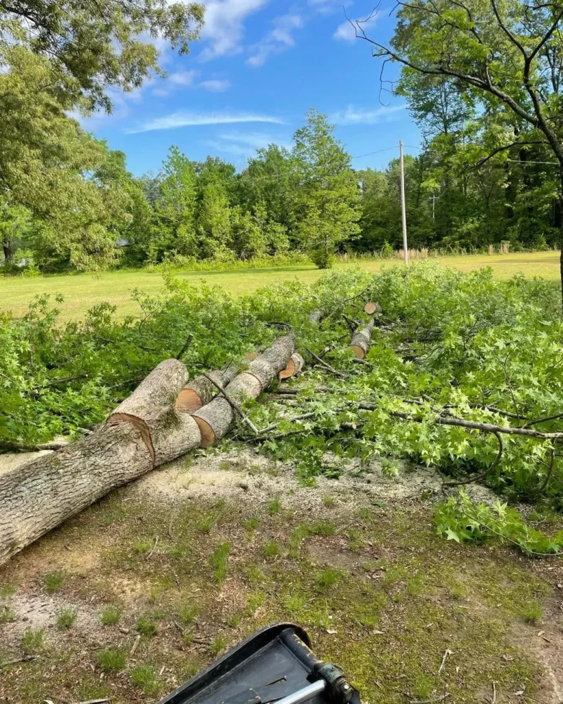 Professional Affordable Local Tree Cutting in Drew County, Arkansas