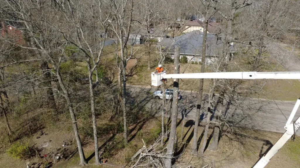 Local Top Rated Tree Removal in Drew County, Arkansas