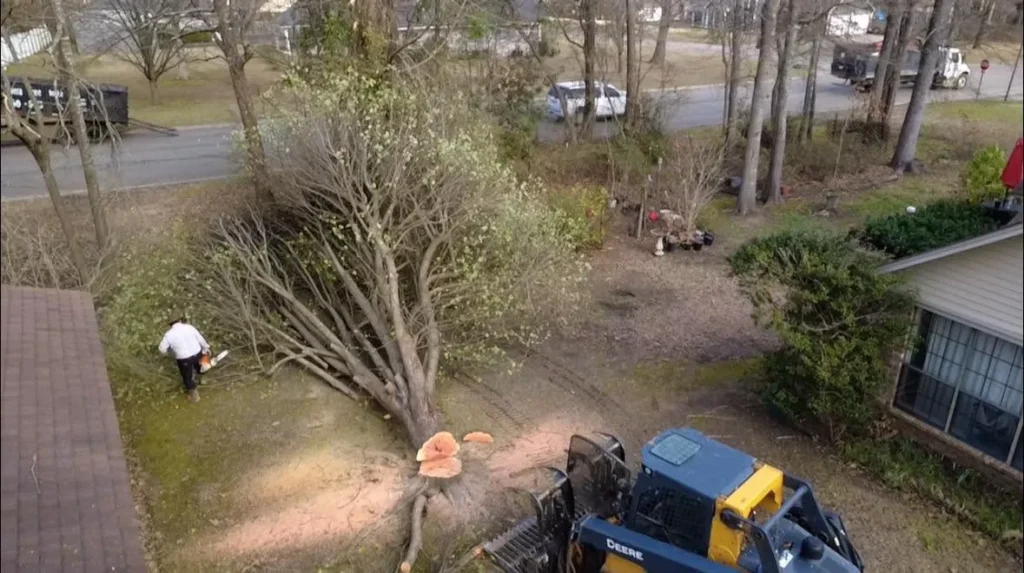 Local Tree Removal in Drew County, Arkansas