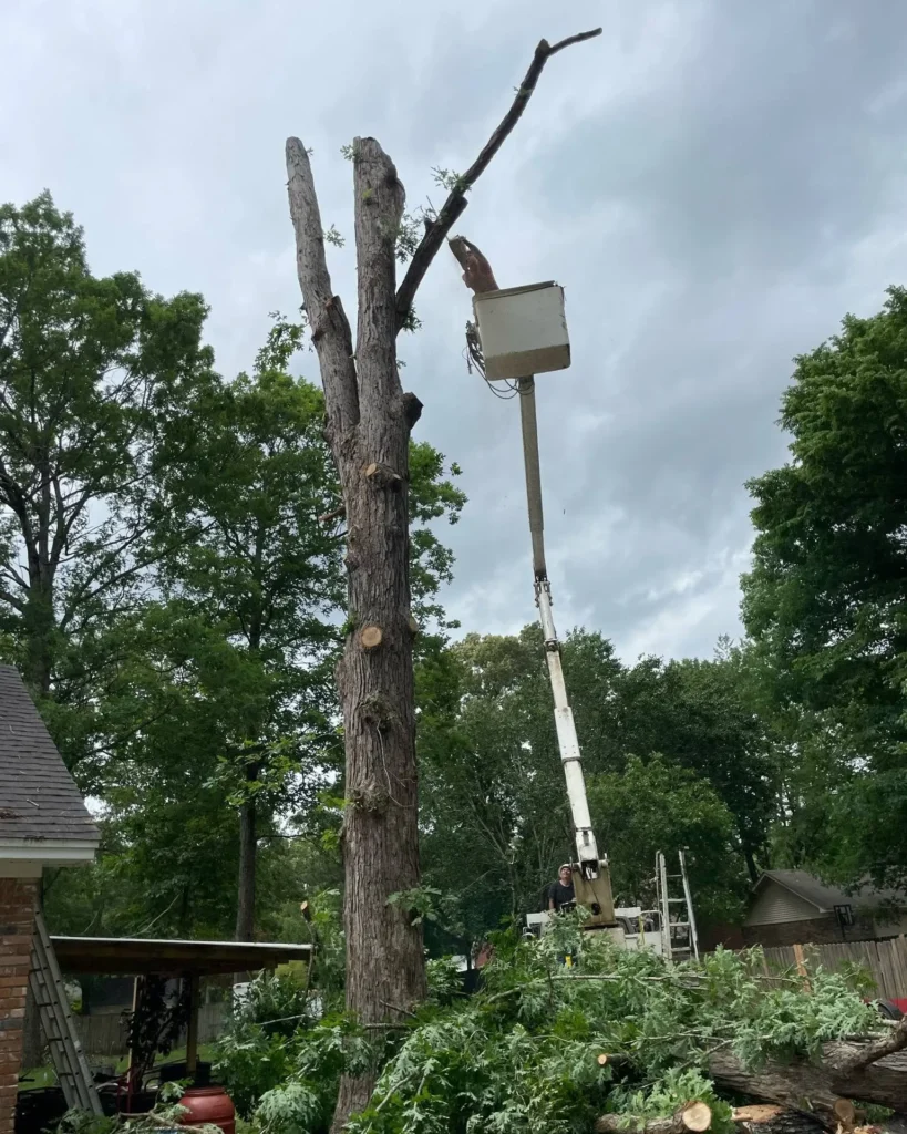 Top Rated Tree Removal in Drew County, Arkansas