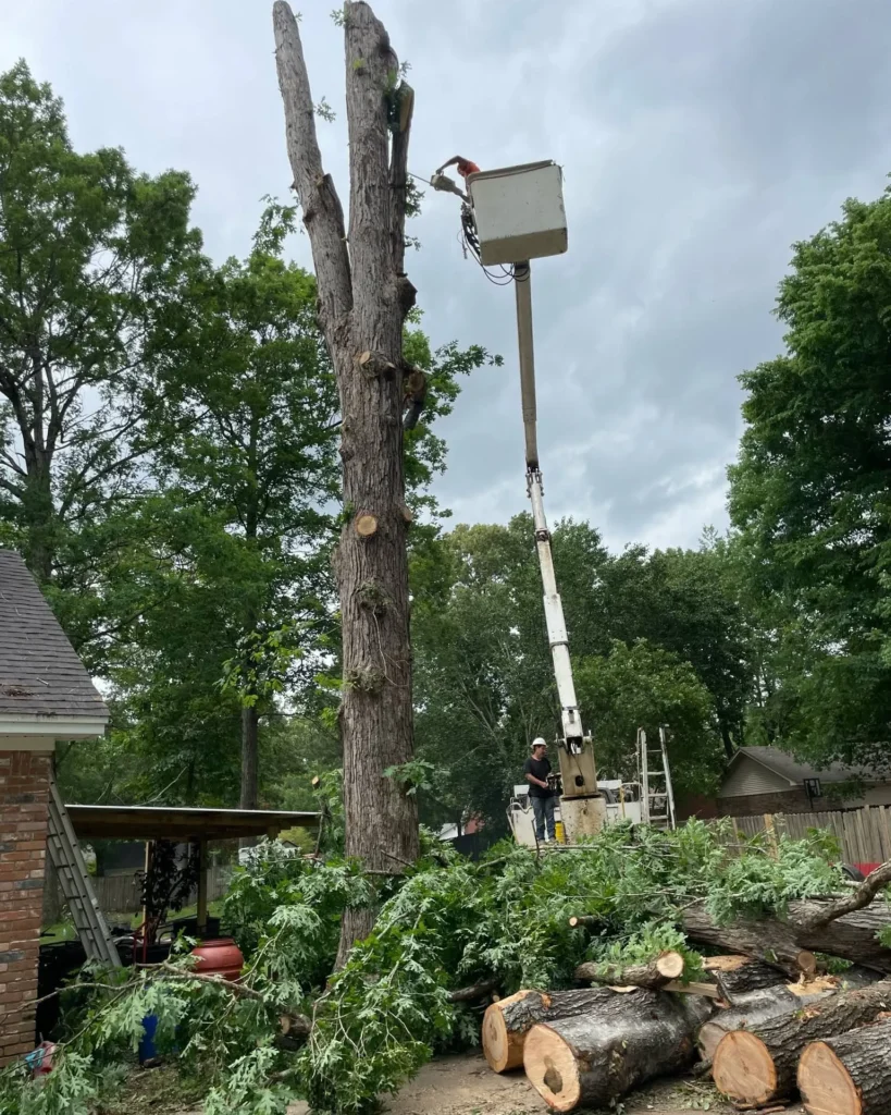 Top Rated Tree Removal in Drew County, Arkansas