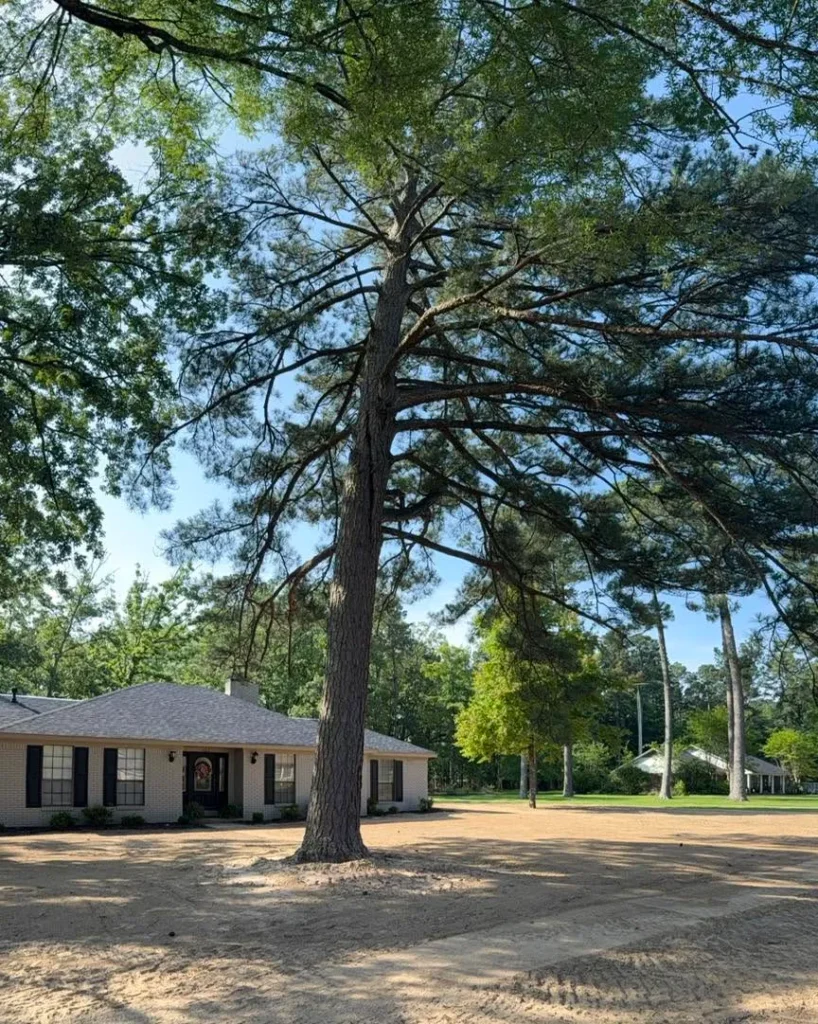 Professional, Affordable, Reliable Tree Removal in Drew County, Arkansas