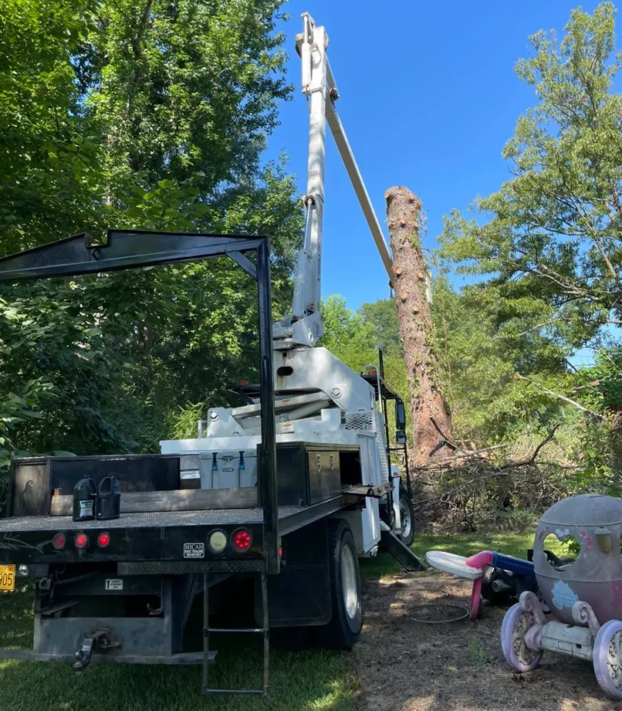 Tree removal Warren AR